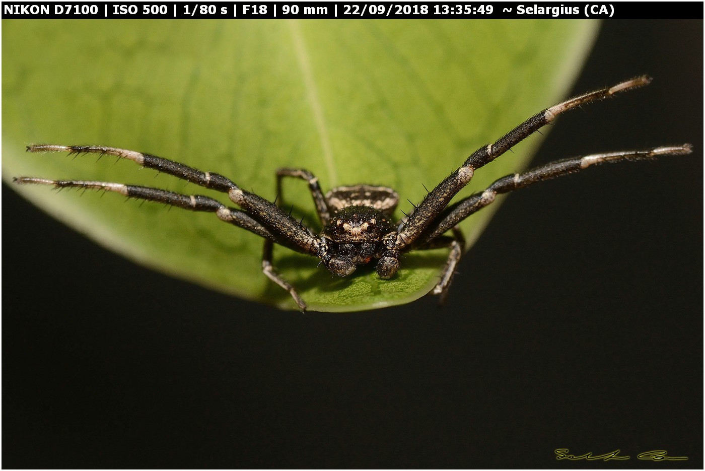 Xysticus sp. ♂ (Thomisidae)